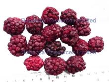 Freeze Dried Blueberry
