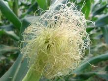 10:1Manufature corn  silk  extract/Stigmata Maydis P.E