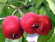 Hawthorn Flavones