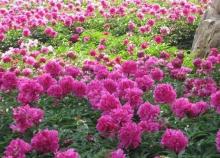 Peony?Bark extract