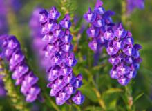  Herbal   Plant   Extract 