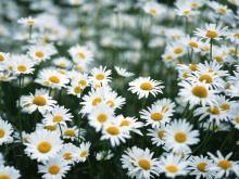 Hot Sale Chamomile Extract Powder