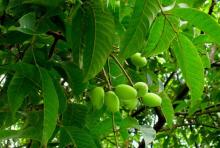  100 %  Pure  Natural Olive Leaf Extract Hydroxytyrosol