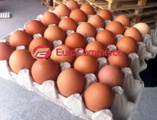 Chicken  brown   eggs 