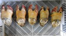 Beef feet