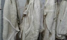 Beef tripe raw