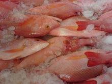 RED SNAPPER FILLET
