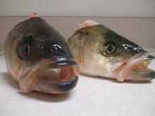  FROZEN  HERRING W/R  FISH 