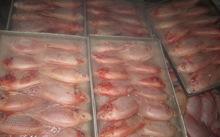 Frozen Red Sea Bream Fish for sale