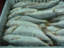 Yellow Croaker Fish Maw origin Brazil