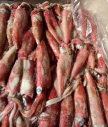 loligo patagonica (gahi) squid