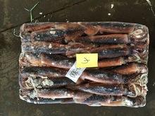 Frozen Illex Giant Squid
