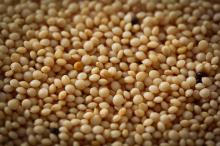  Amaranth   Grain 