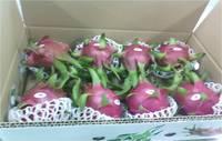 Fresh Dragon Fruit
