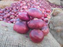 Wholesale onion