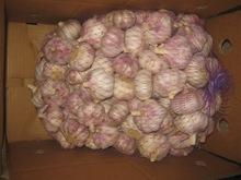 Fresh Garlic