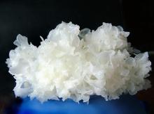  Tremella  Fuciformis  Extract 