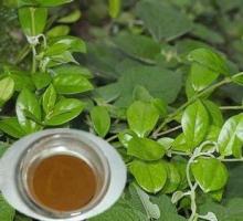 Natural Gymnema leaves Extract, Pure Gymnemic acid 75%