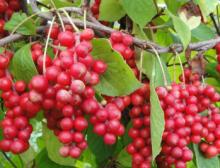 Schisandra Berries P.E,Schisandra Berries Extract Powder
