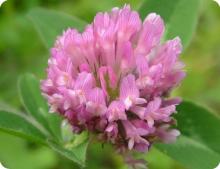 Red Clover Extract
