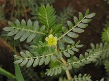 Top quality  natural   Tribulus   Terrestris  Extract 40% Protodioscin