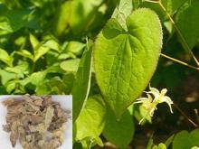  Epimedium  Sagittatum Extract