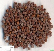 60% 4- Hydroxyisoleucine  Fenugreek Seed extract