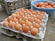 Fresh Chicken Eggs,white and brown table eggs