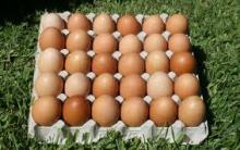 High Quality White / Brown Chicken Table Eggs In Trays and Cartons