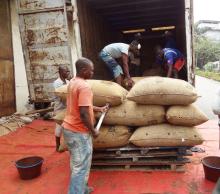 raw  cocoa  beans