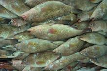  Spotted   Grouper  / Greasy  Grouper 