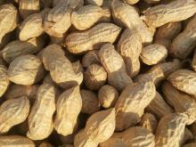 PEANUT IN SHELL