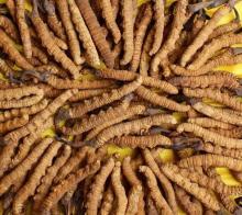 Chinese Cordyceps Sinensis P.E.(C.Sinensis) with 10%~40% Polysaccharides