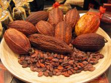 High quality natural  Cocoa   extract  10% 20% Theobromine powder