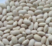 Natural  White   Kidney   Bean   Extract  1% Phaseolin