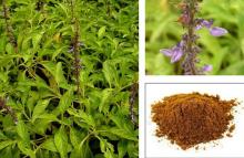 100% PURE COLEUS FORSKOHLII EXTRACT 20% Weight Loss