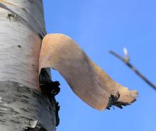 natural Birch bark extract powder(Betulin 80%, 90%, 95%, 98%)