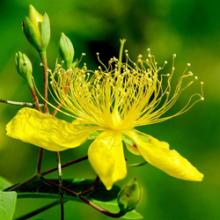 St.John's Wort Extract with Hypericin 0.3% 0.5% Hyperforin 3%