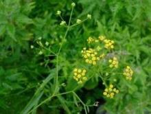 Chinese Herbal Root Extract Pure Bupleurum Falcatum Extract