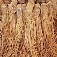 High quality  Angelica   Extract  Powder(Ligustulide 1%)