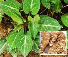 Fo-Ti Extract Radix Polygoni Multiflori