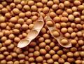 Bell high protein Soybean for sale