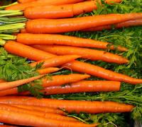 Fresh Carrot for sale