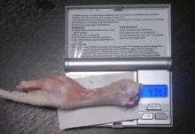 Chicken feet