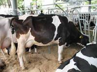 Live Dairy Cows and Pregnant Holstein Heifers Cow for Sale