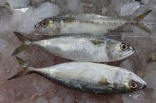 china products  frozen   indian   mackerel 