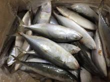 IQF frozen indian mackerel for thailand