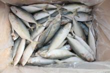 IQF frozen indian mackerel manufacture