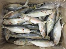 frozen indian mackerel buyer