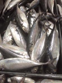 HORSE MACKEREL WHOLE ROUND cheap price from SOBICO VIETNAM- SKYPE: seafood.sobico